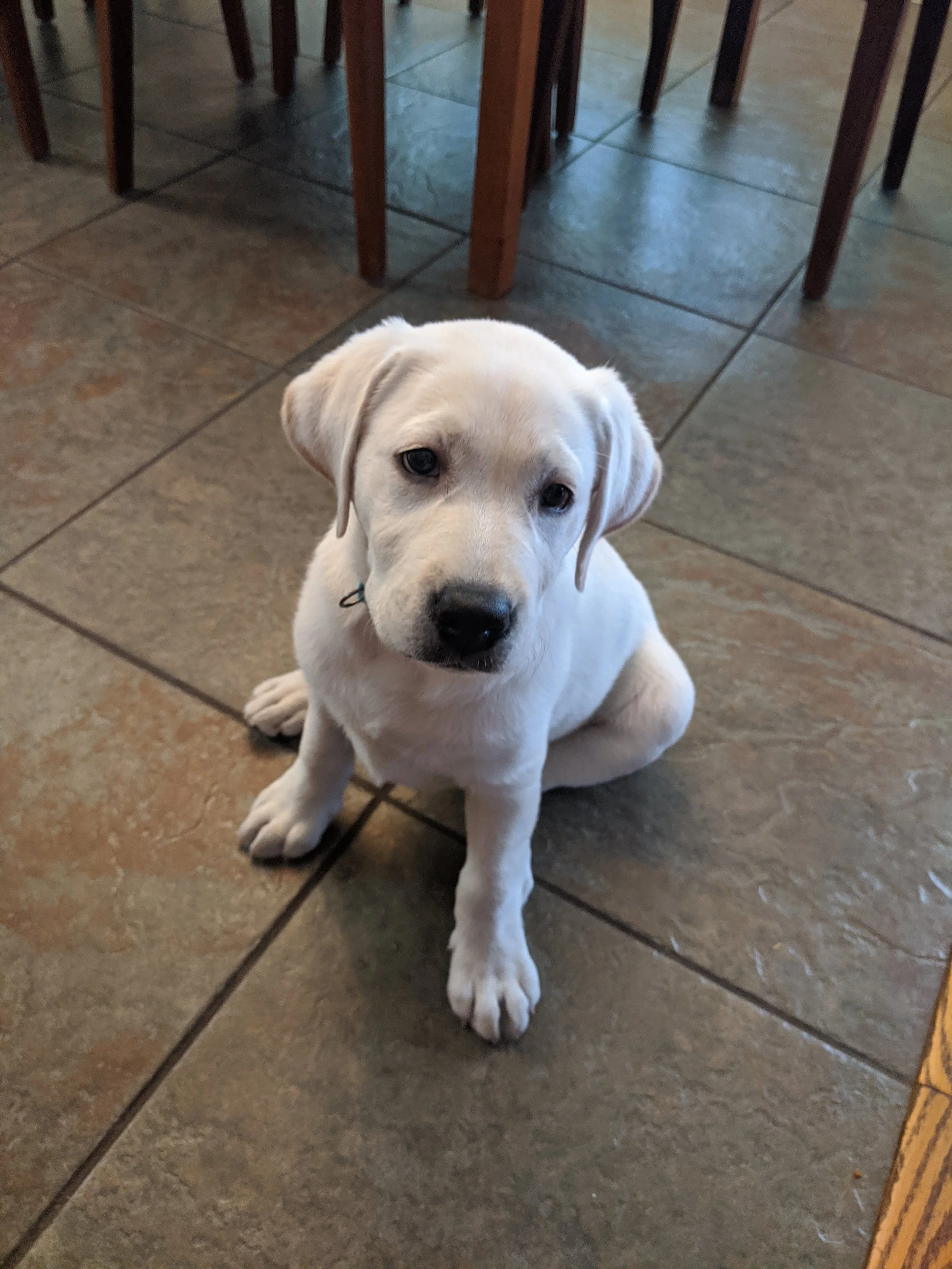 How to Gain Your Puppy’s Trust