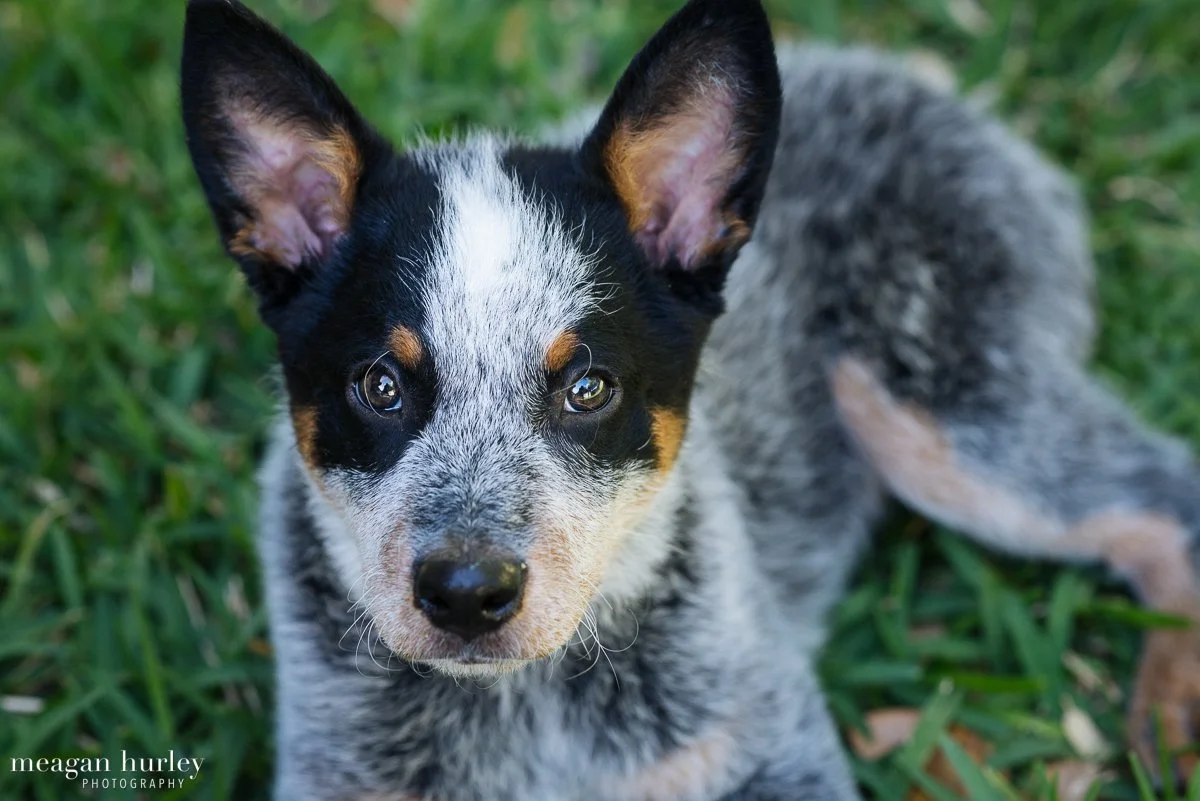 How to Gain Your Puppy’s Trust