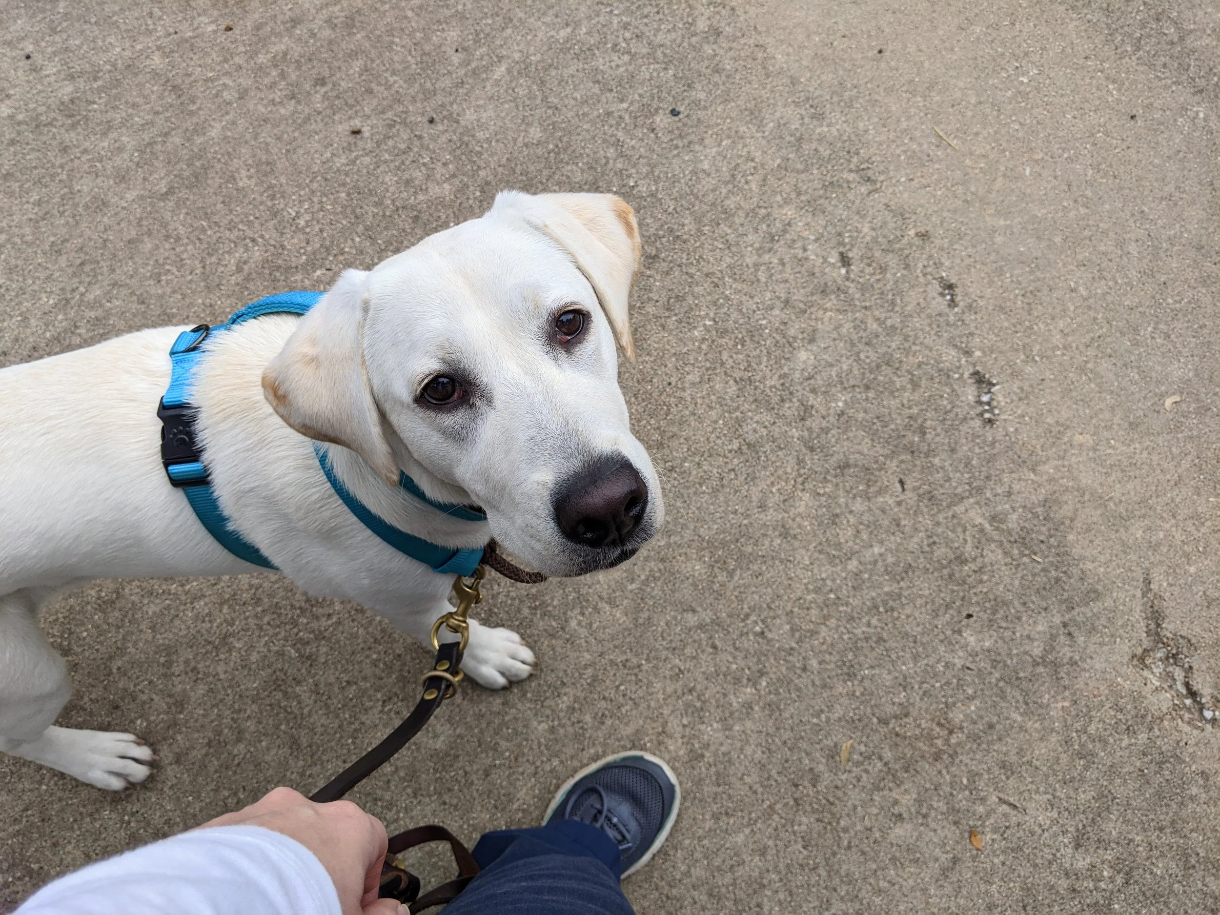 Why I teach Eye Contact