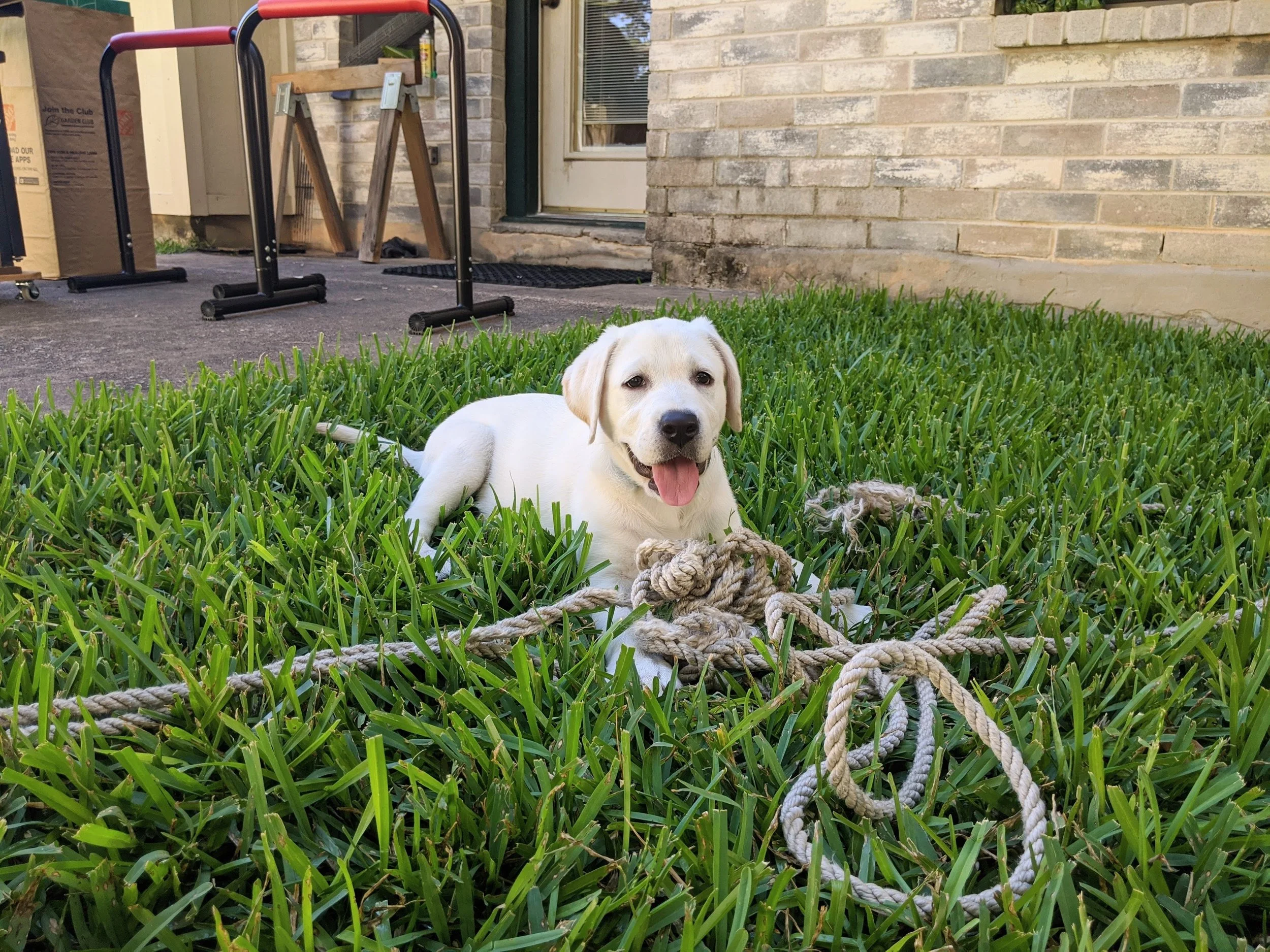 When redirecting your puppy is a bad idea.