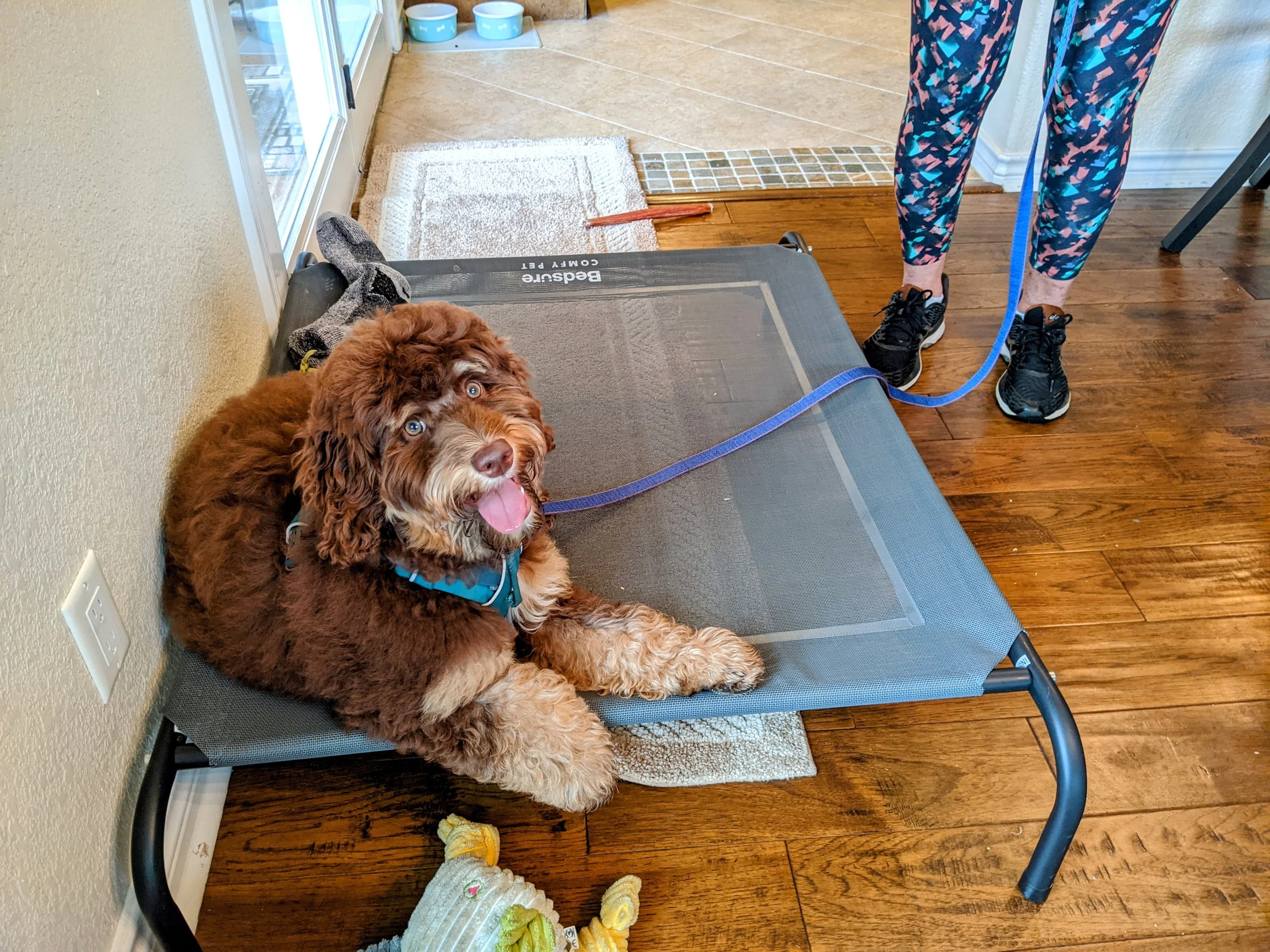 PuppyCotDoodle.jpg