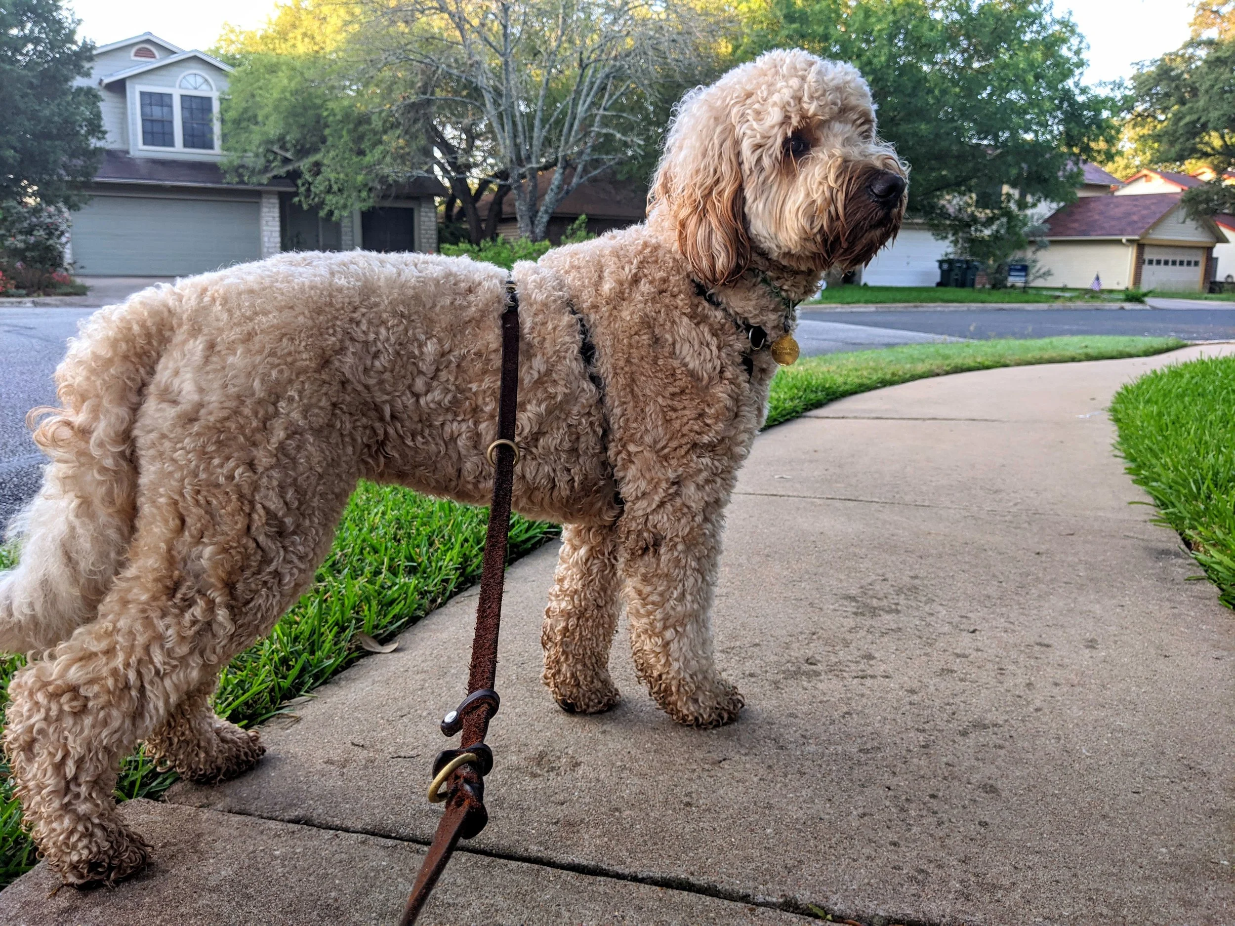 How to Be a Good Neighbor to a Reactive Dog