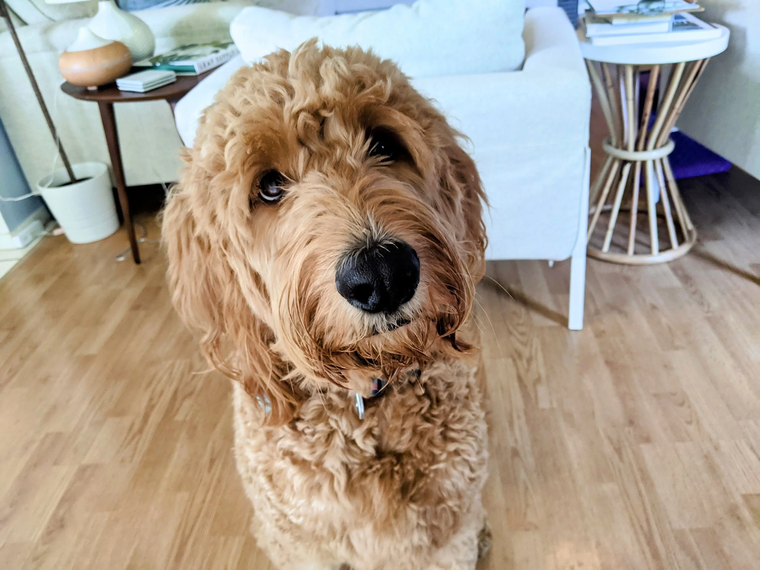ZiggyDoodleLivingRoom.jpg