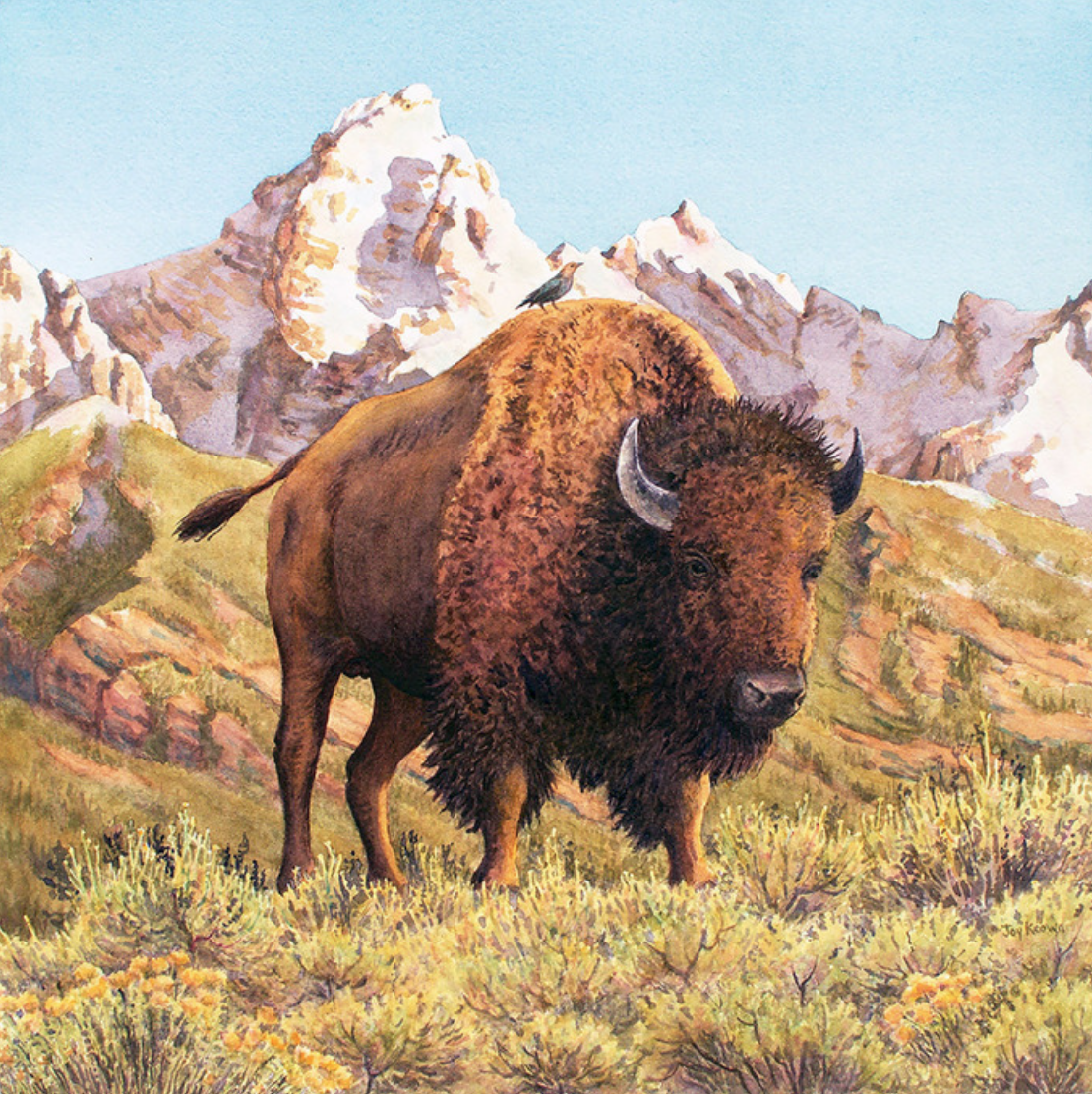 Joy Keown - Teton Tatanka