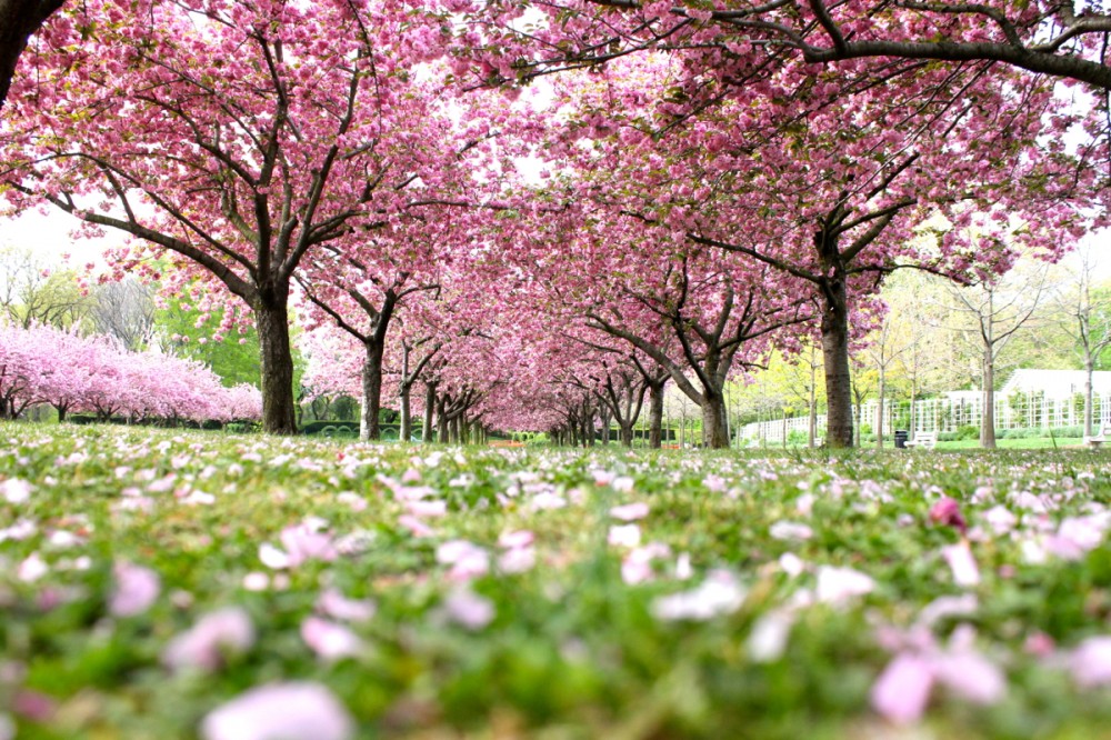 Cherry-Blossoms-1000x666.jpg