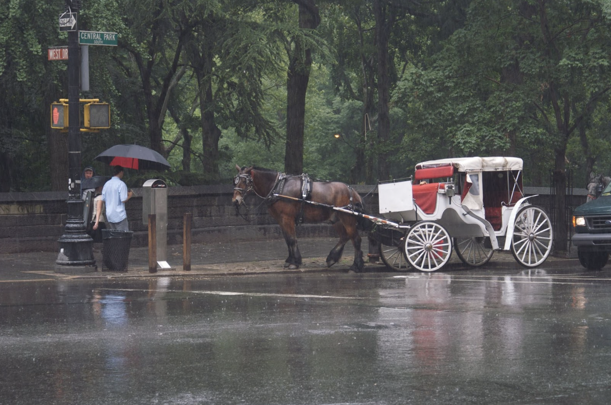 The Last Ride: The Final Chapter for Central Park’s Horse-Drawn Carriages&nbsp;