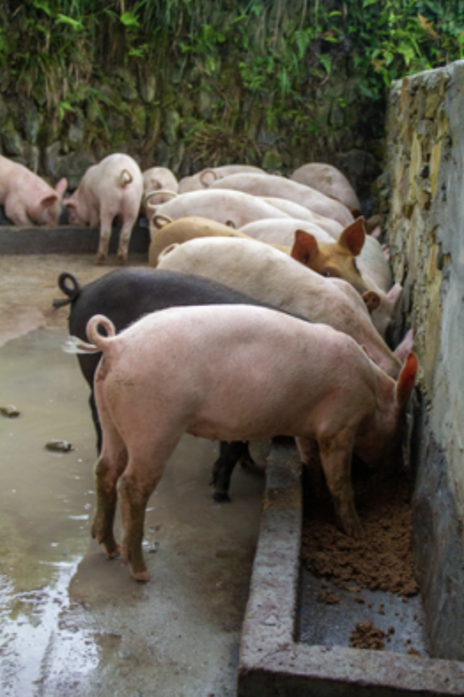 May-Ham: How AI is Drastically Transforming Agriculture