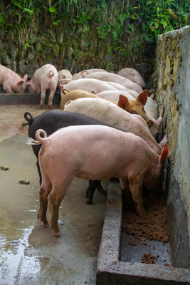 May-Ham: How AI is Drastically Transforming Agriculture