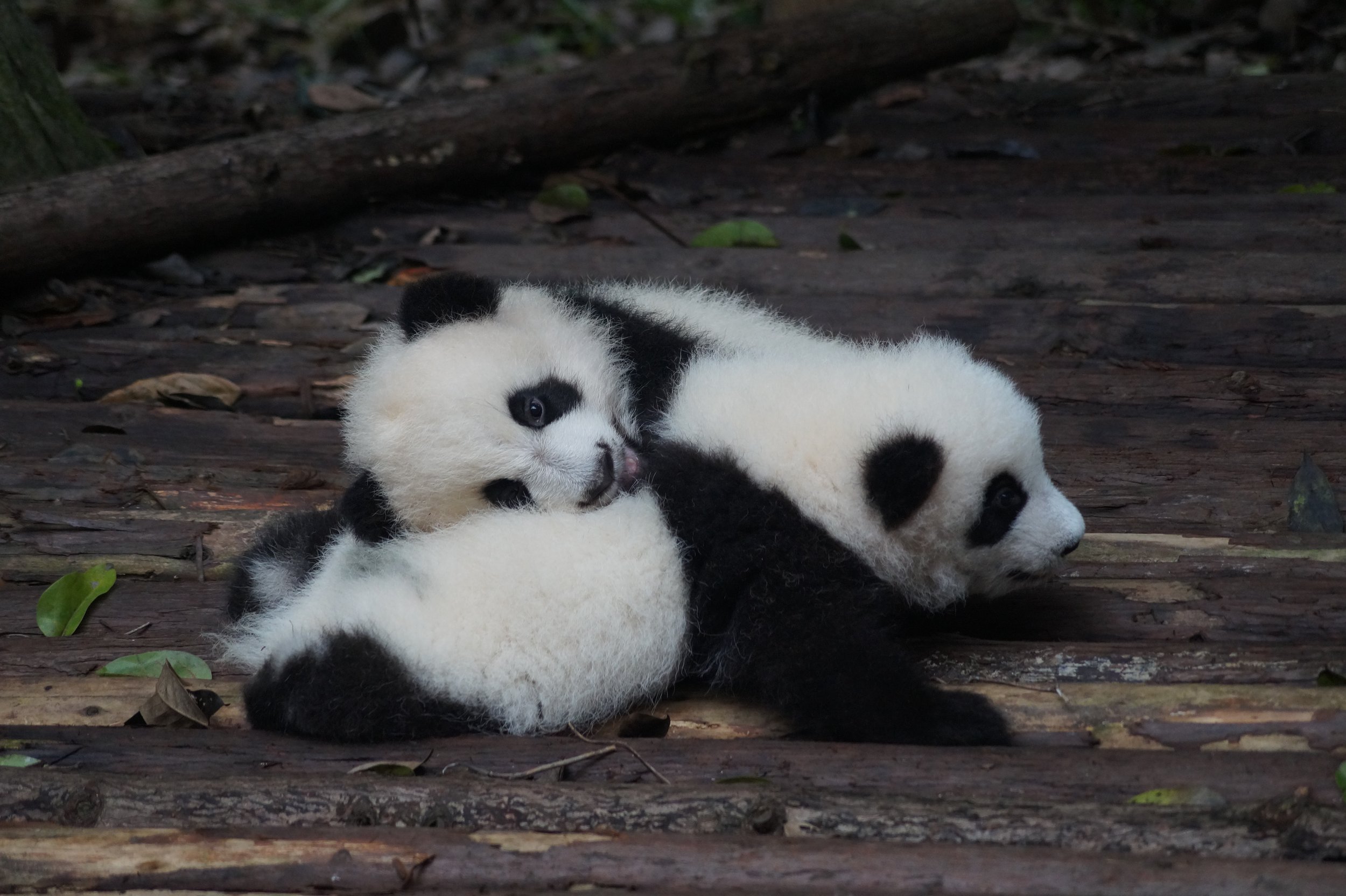 Amid U.S./China 'decoupling' talk, China is recalling pandas from American  zoos.