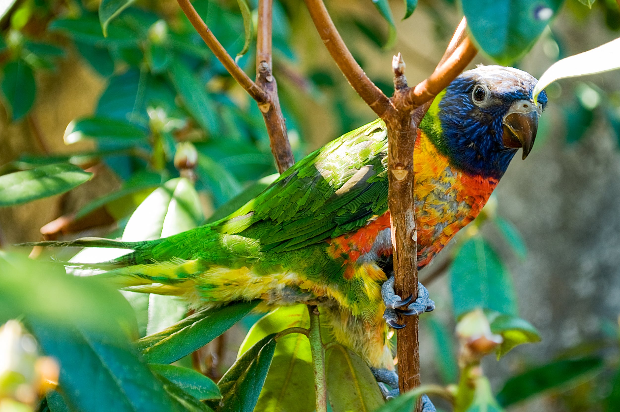 Rainbow lorikeet in Sydney