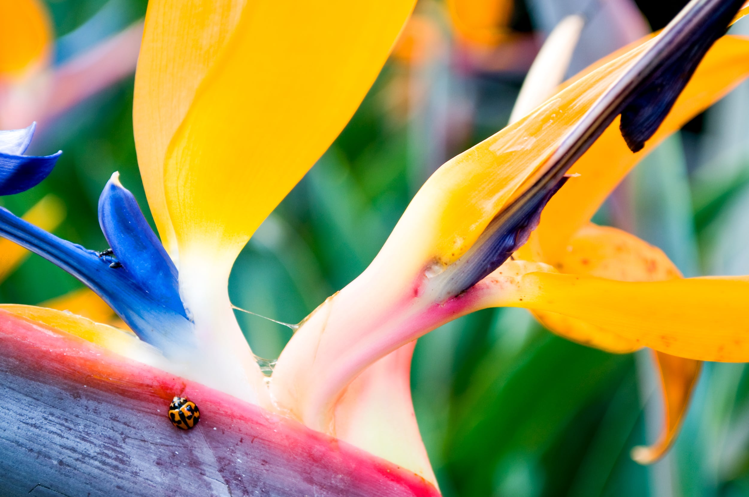 Bird of Paradise macro photo