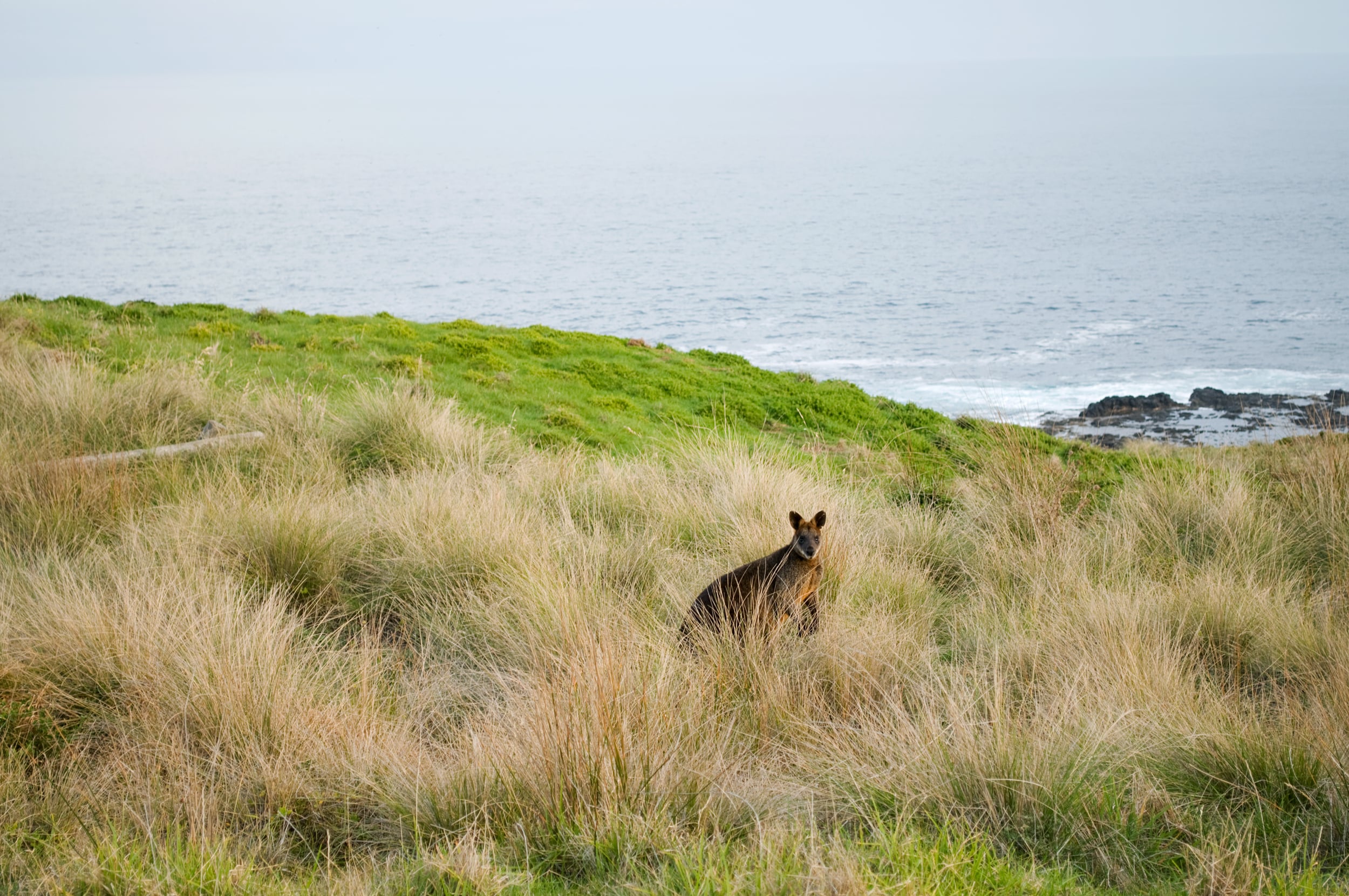 Phillip Island, Victoria, Australia