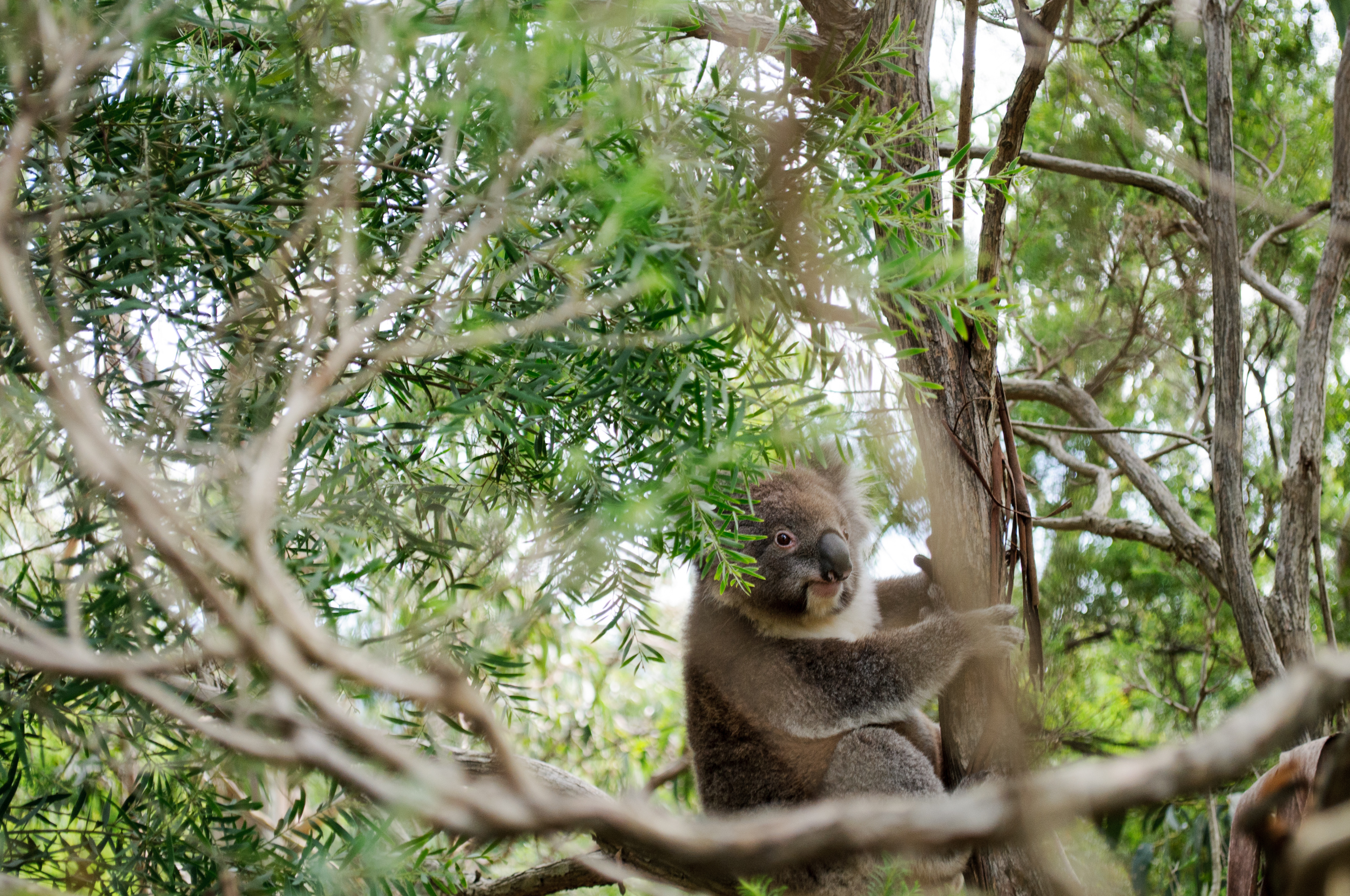 Koala in Victoria, Australia