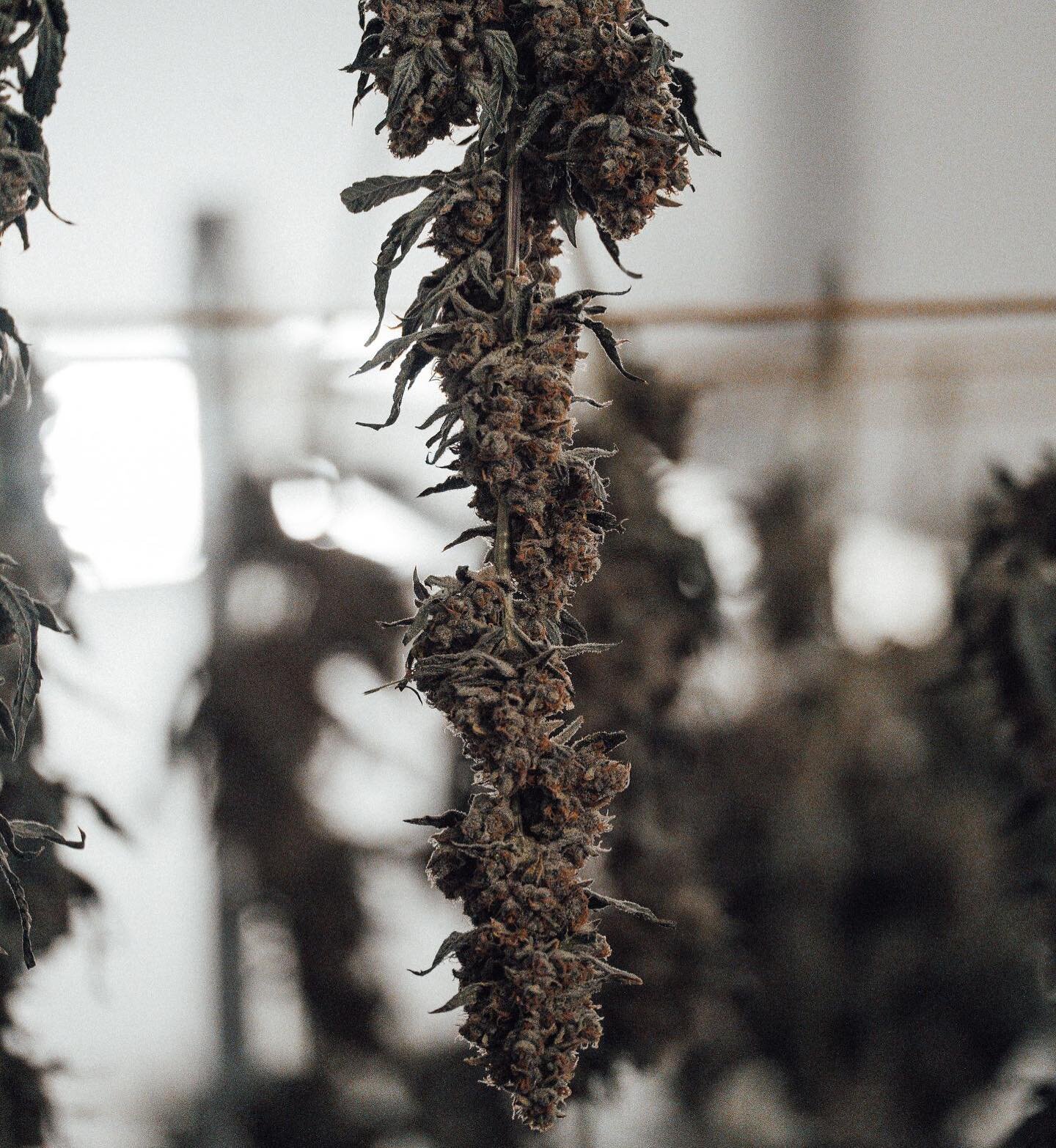 You should never hang your friends out to dry but you should always hang your buds out to dry