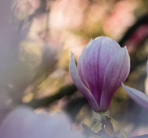 Surviving a Tubal Pregnancy