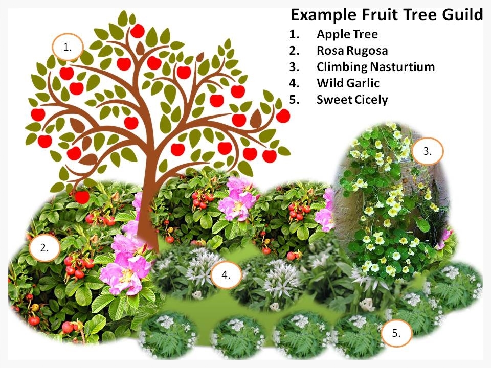 Fruit tree guild example