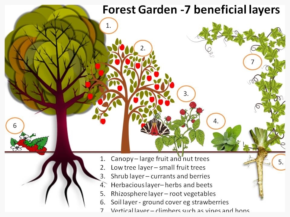 Forest garden 7 layers of edible plants