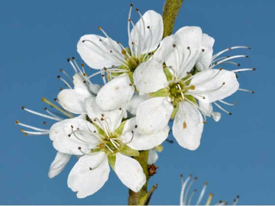 blackthorn-flower.jpg