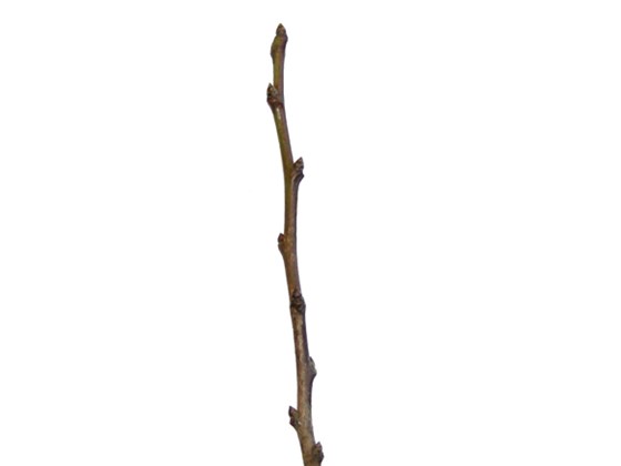 blackthorn-twig.jpg