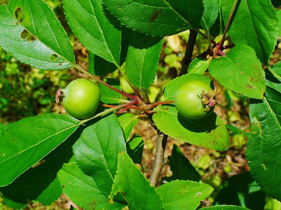 crab apple-malus-sylvestris-fruit.jpg