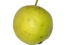 crab-apple-fruit.jpg