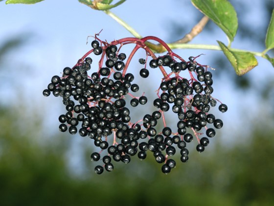 elder-berries.jpg