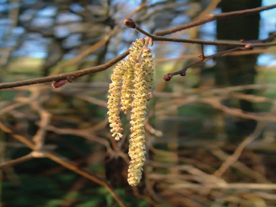 hazel-catkins.jpg