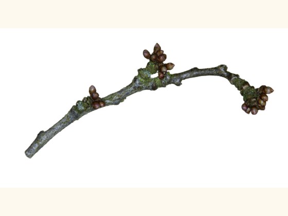 cherry-plum-twig.jpg