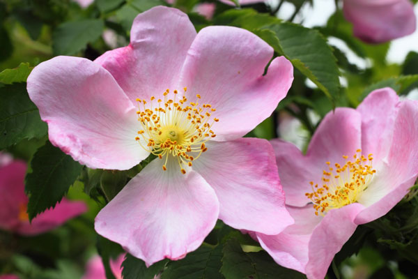 dog-rose-blossom.jpg