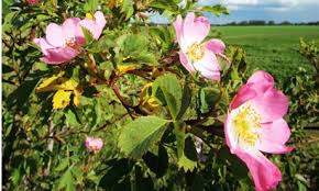 dog-rose-hedge.jpg