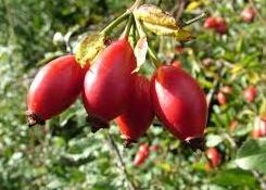 dog-rose-hips.jpg