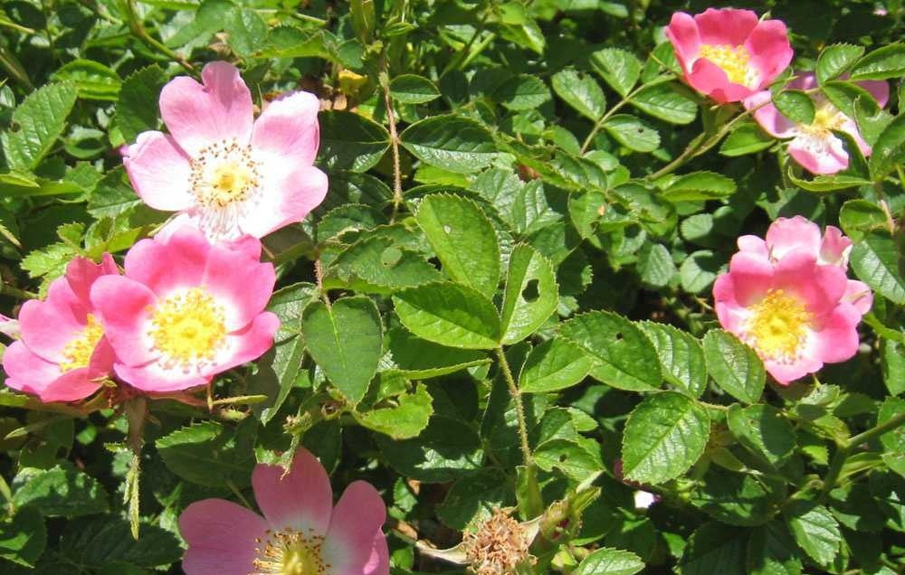 dog-rose-hedge 3.jpg