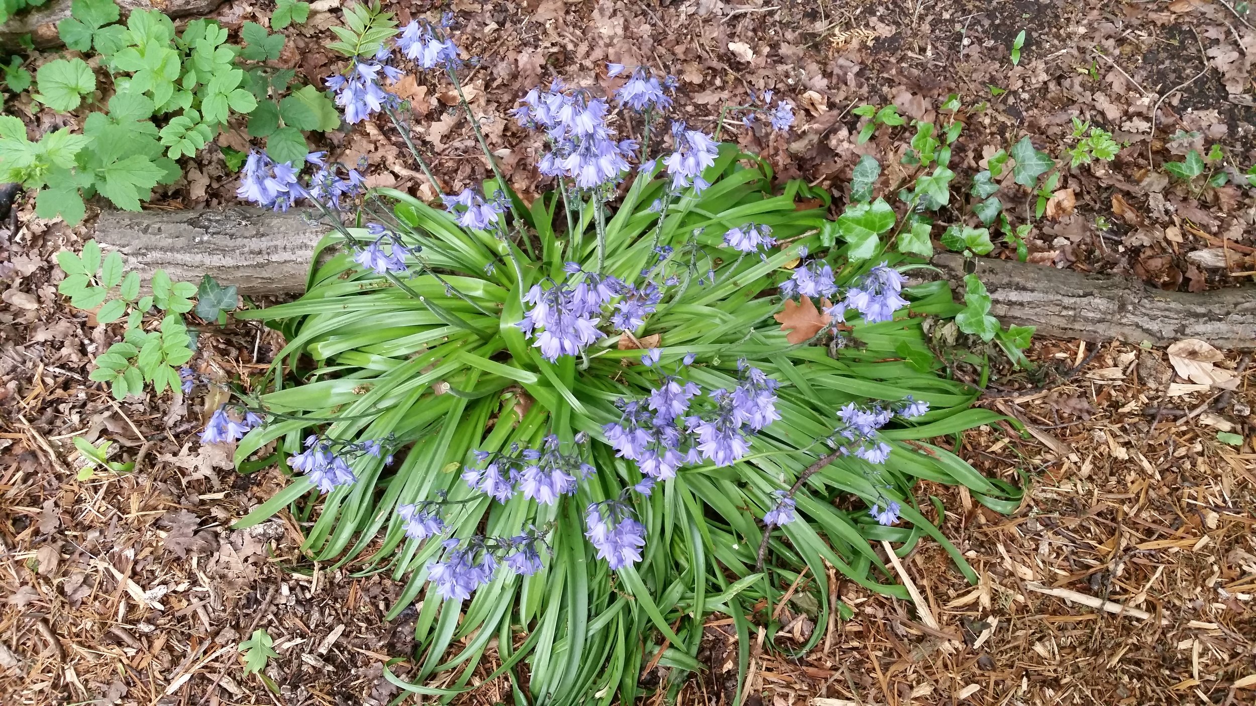 Martineau_garden_bluebells.jpg