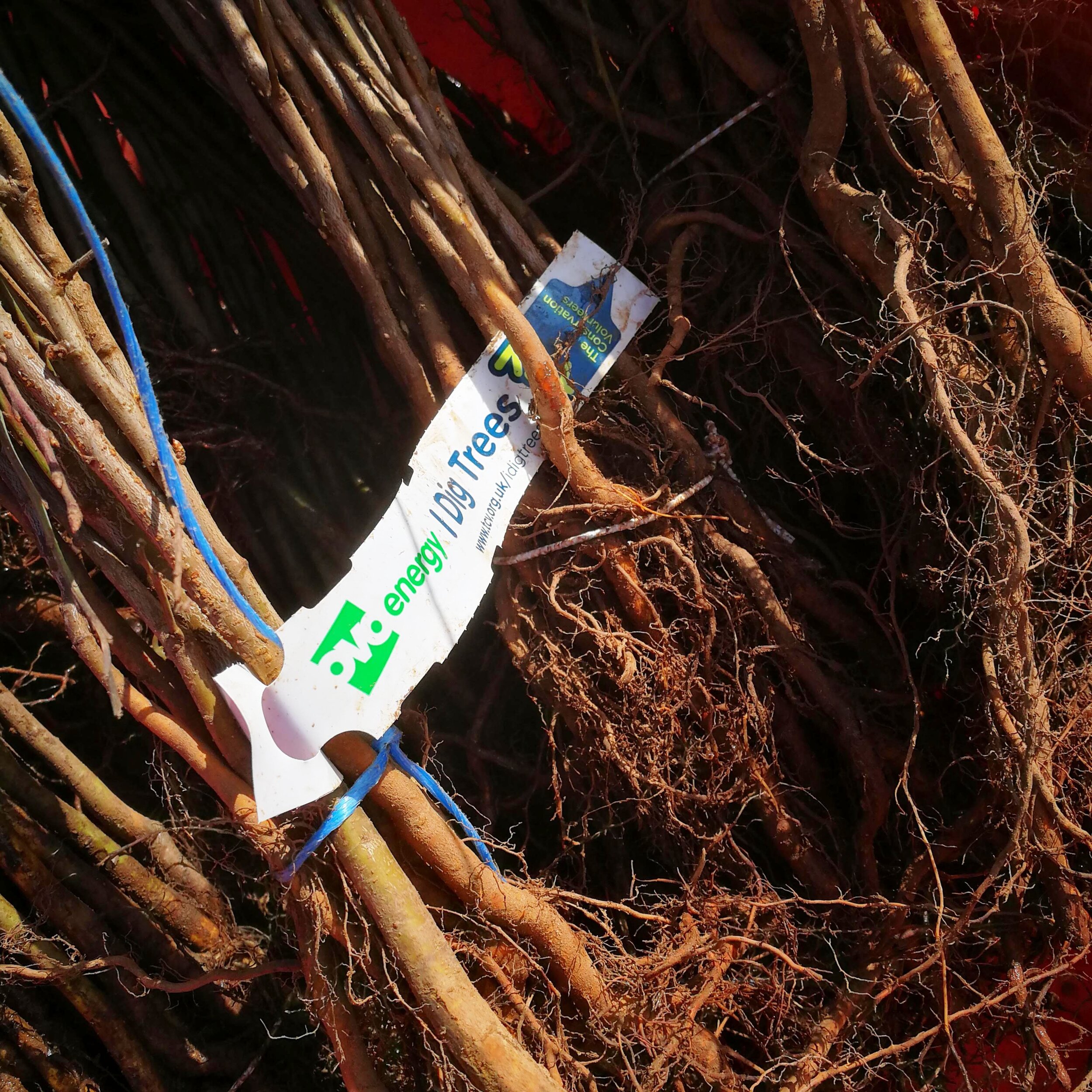 Tree planting at Barn Owl Wood 1.jpg