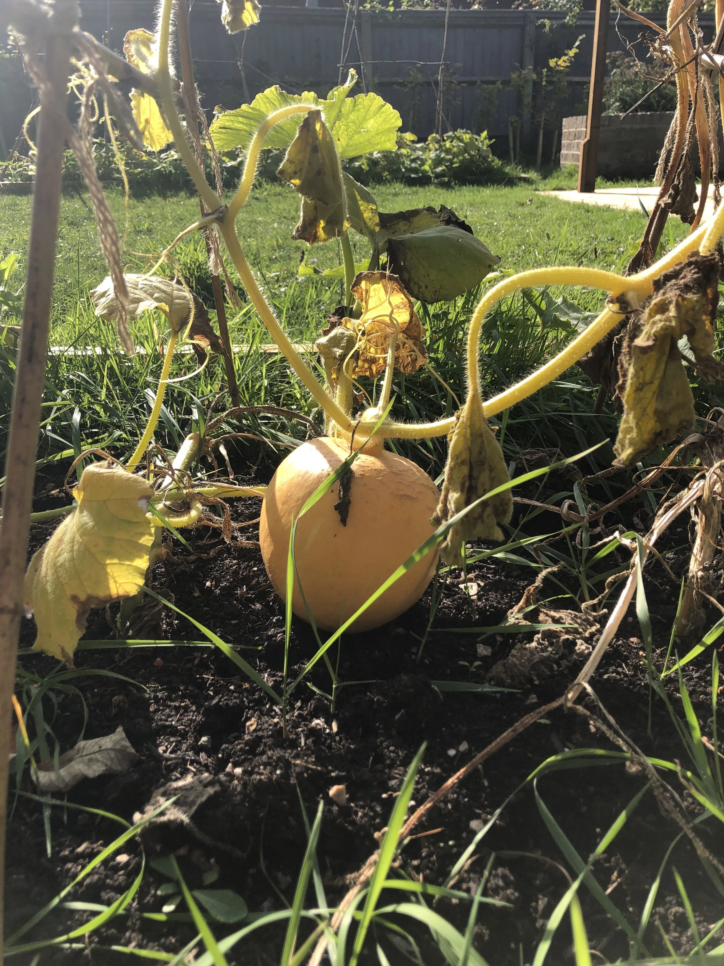 October Plant of the Month: Cucurbita 