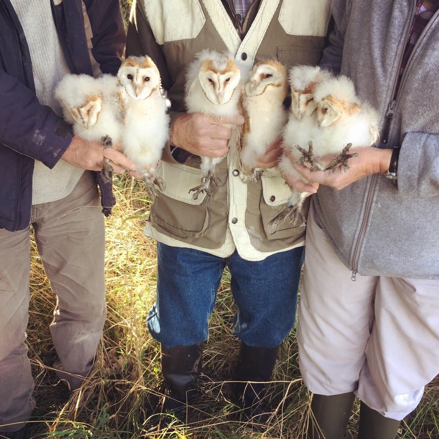 Barn owl chicks 1.jpg