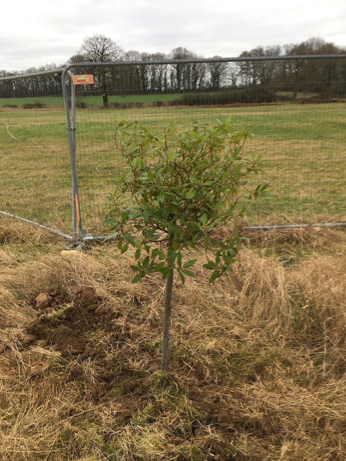 DHL tree planting 10.JPG