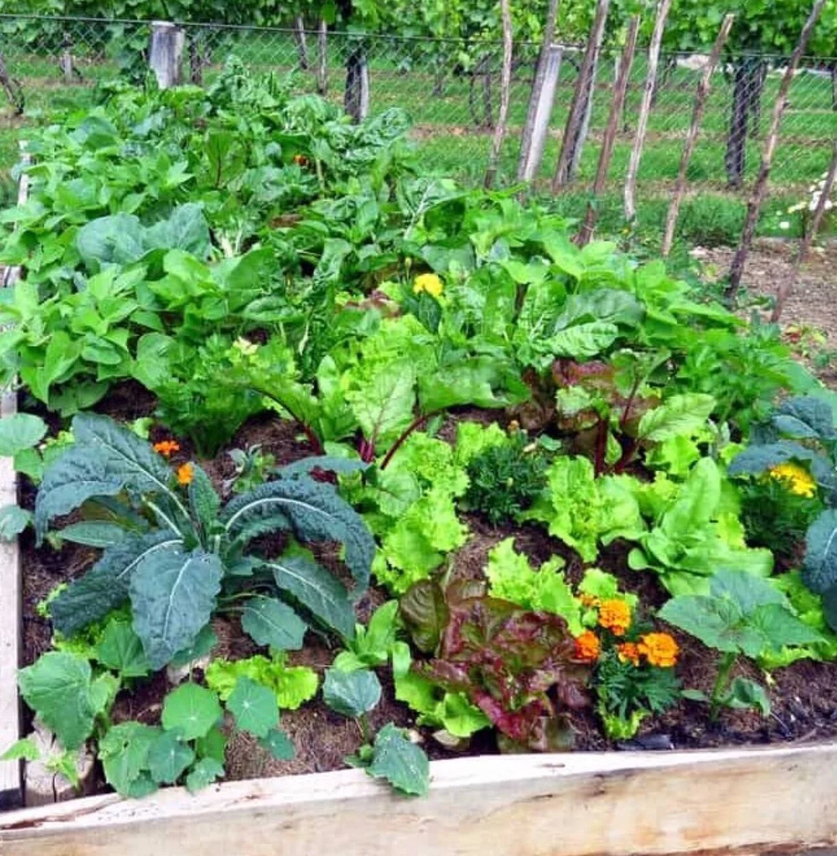 Will COVID 19 change attitudes to ‘grow your own’?