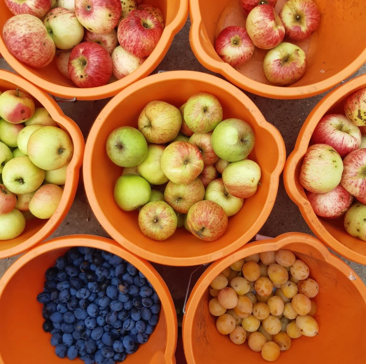 Harvest share project 2020