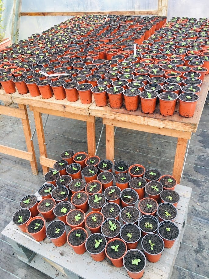 oxlip plants in plant pots.JPG