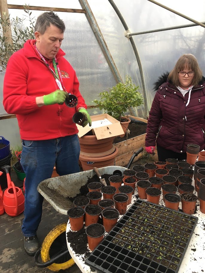 volunteers potting on oxlip plants in polytunnel.JPG