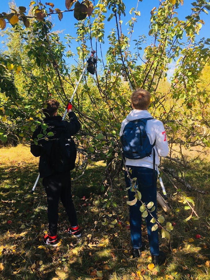 apple picking at mary ardens farm.JPG