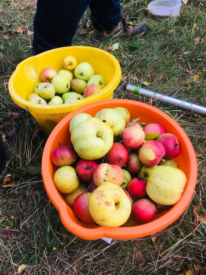 apples in a bucket.JPG