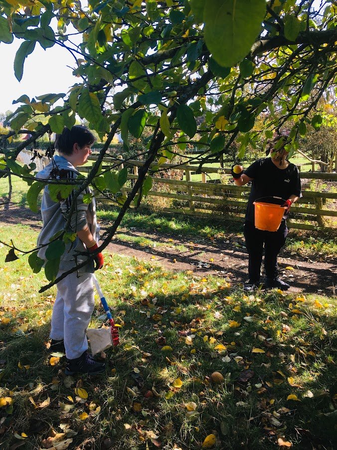 Welcombe hills school pupil picks apple.JPG