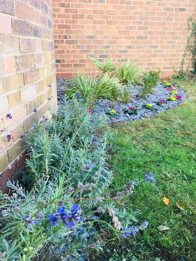 lavender in garden.JPG