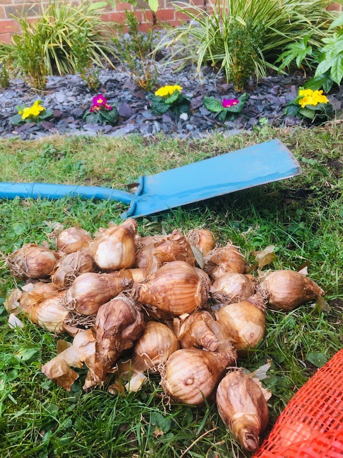 planting Daffodil bulbs.JPG