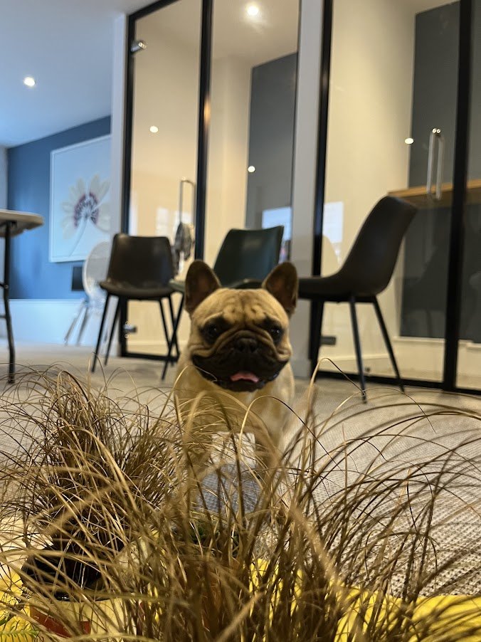 pug the office dog.jpeg