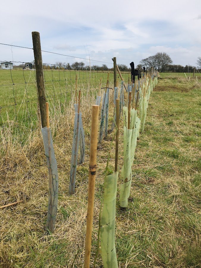 planting hawthorne hedgerow.JPG