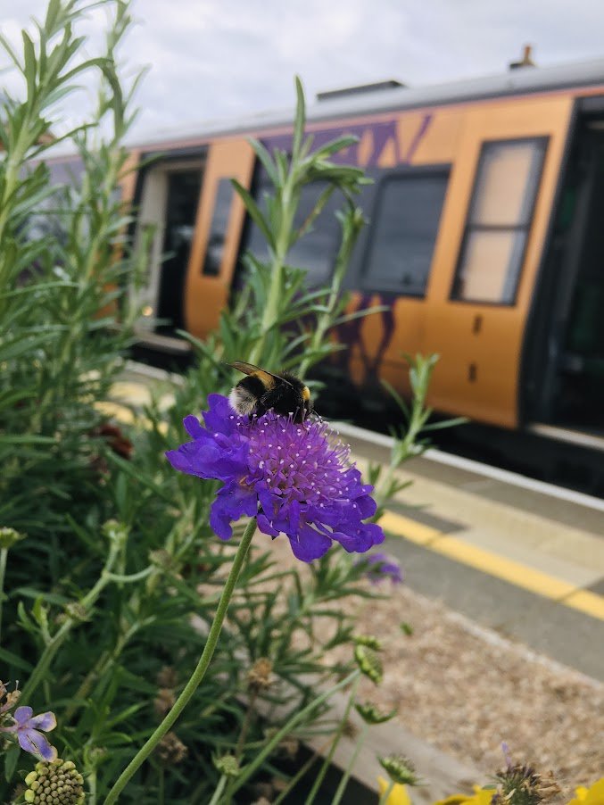 bee on a plant at stratford train station.JPG