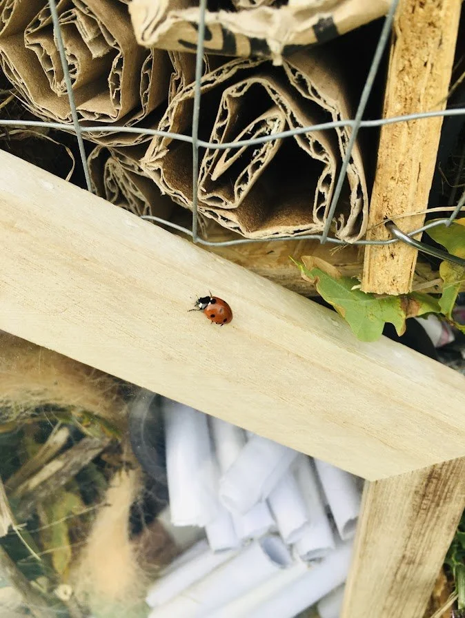 bug on a bug hotel.JPG